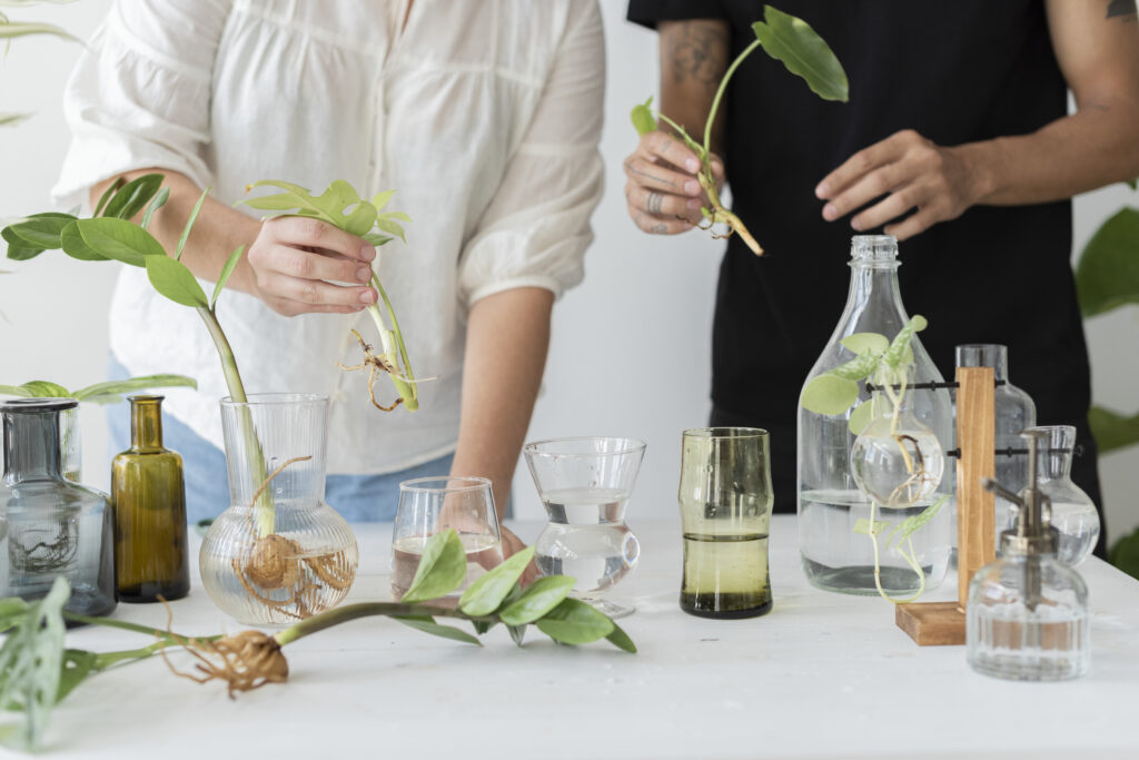Couple Propagating Their Houseplants As A Hobby Together