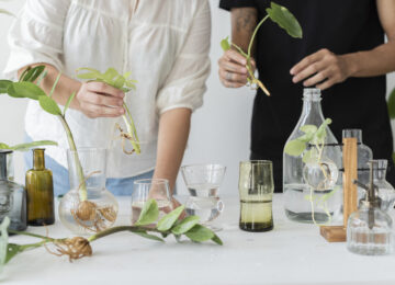 Couple Propagating Their Houseplants As A Hobby Together